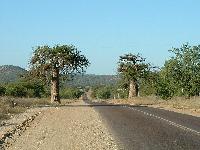 Два баобаба на подъезде к Мессине